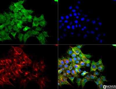 Immunocytochemistry/ Immunofluorescence: VEGFR2/KDR/Flk-1 Antibody [NB100-529]