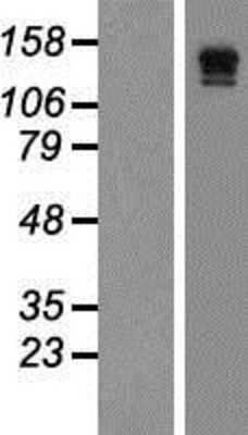 Western Blot: VEGFR3/Flt-4 Overexpression Lysate [NBP2-04797]