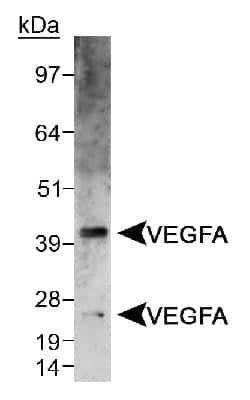 Western Blot: VEGF AntibodyBSA Free [NB100-2381]