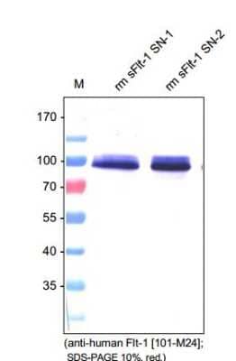 Western Blot: VEGFR1/Flt-1 Antibody (EWC)Azide and BSA Free [NB600-1004]