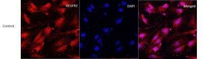 Immunocytochemistry/ Immunofluorescence: VEGFR2/KDR/Flk-1 Antibody (1B6) - BSA Free [NBP2-36428]