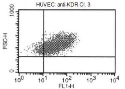 Flow Cytometry: VEGFR2/KDR/Flk-1 Antibody (4H3) - Azide and BSA Free [NBP1-18644]