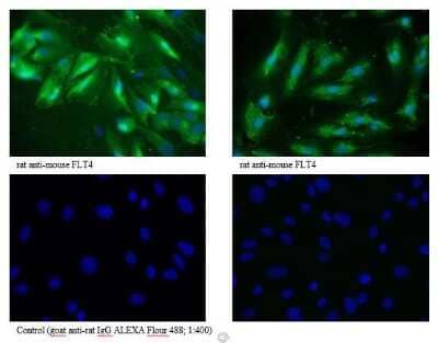 Immunocytochemistry/ Immunofluorescence: VEGFR3/Flt-4 Antibody (7A3) - Azide and BSA Free [NBP1-18653]