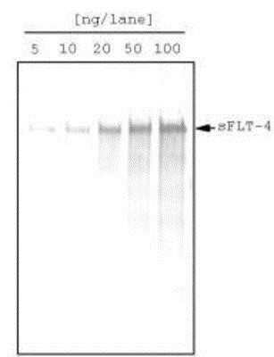 Western Blot: VEGFR3/Flt-4 Antibody (9D9)Azide and BSA Free [NBP1-18651]