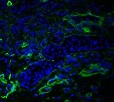 Immunohistochemistry-Frozen: VEGFR3/Flt-4 Antibody (AFL4) - BSA Free [NBP1-43259]