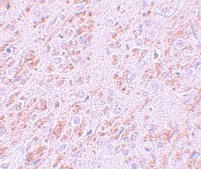 Immunohistochemistry-Paraffin: VENTX Antibody - BSA Free [NBP1-77192]