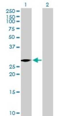 Western Blot: VENTX Antibody [H00027287-B01P]