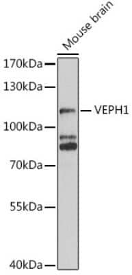 Western Blot: VEPH1 AntibodyBSA Free [NBP2-94141]