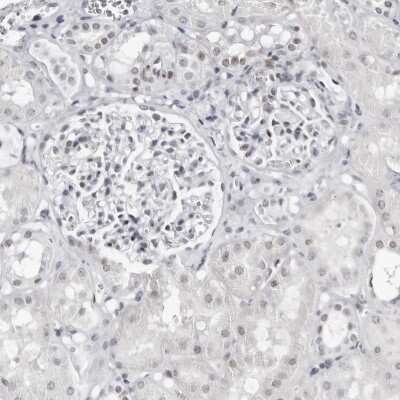 Immunohistochemistry-Paraffin: VEZF1 Antibody [NBP1-84301]