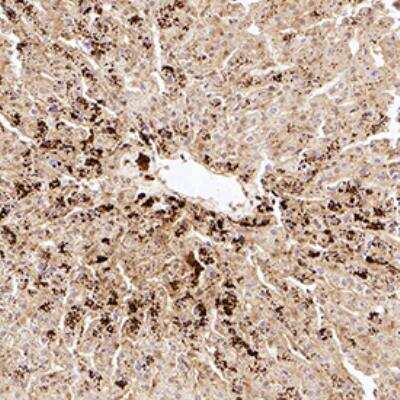 Immunohistochemistry-Paraffin: VG5Q Antibody [NB100-454]