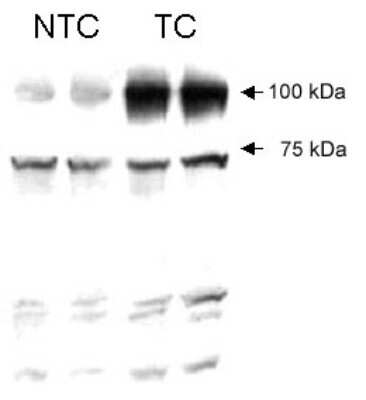 Western Blot: VG5Q Antibody [NB100-454]