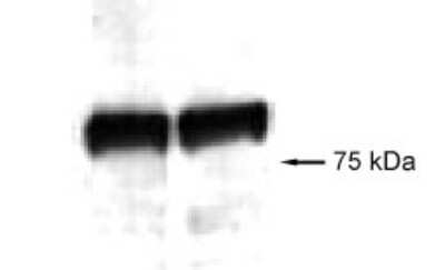 Western Blot: VG5Q Antibody [NB100-455]