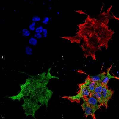 Immunocytochemistry/ Immunofluorescence: VGCNL1 Antibody (S187-7) [NBP2-22410]