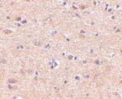 Immunohistochemistry-Paraffin: VGF Antibody - BSA Free [NBP1-76906]