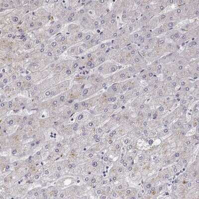 Immunohistochemistry-Paraffin: VGF Antibody [NBP2-31596]