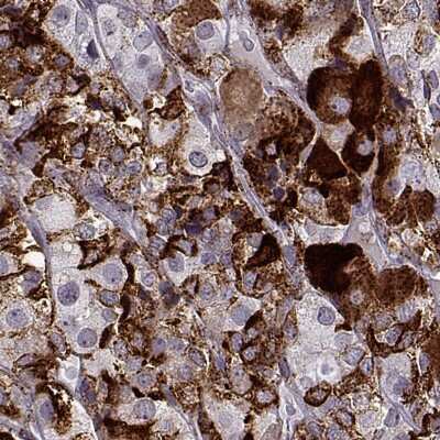 Immunohistochemistry-Paraffin: VGF Antibody [NBP2-31596]