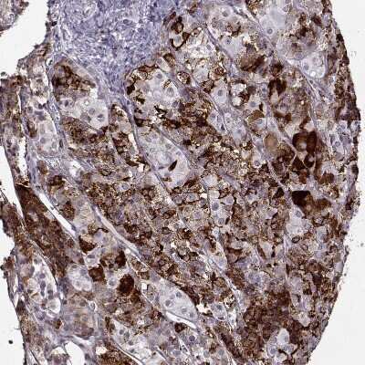 Immunohistochemistry-Paraffin: VGF Antibody [NBP2-31596]