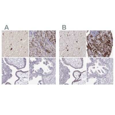 Immunohistochemistry-Paraffin: VGF Antibody [NBP2-56358]