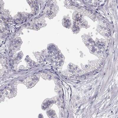 Immunohistochemistry-Paraffin: VGF Antibody [NBP2-56358]