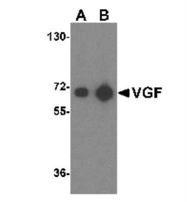 Western Blot: VGF AntibodyBSA Free [NBP1-76906]