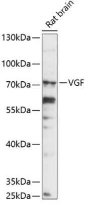 Western Blot: VGF AntibodyAzide and BSA Free [NBP2-93869]