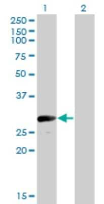 Western Blot: VGLL1 Antibody (3C7) [H00051442-M01]