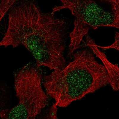 Immunocytochemistry/ Immunofluorescence: VGLL1 Antibody [NBP2-56505]