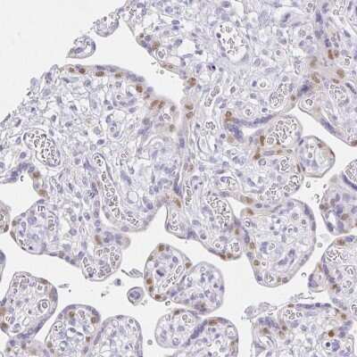 Immunohistochemistry-Paraffin: VGLL1 Antibody [NBP2-31921]
