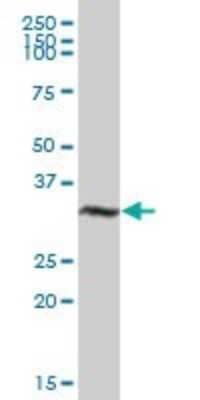 Western Blot: VGLL1 Antibody [H00051442-B02P]