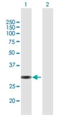 Western Blot: VGLL1 Antibody [H00051442-B02P]