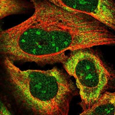 Immunocytochemistry/ Immunofluorescence: VGLL3 Antibody [NBP2-31590]