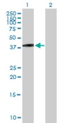 Western Blot: VGLL3 Antibody [H00389136-B01P]