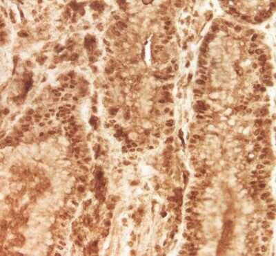 Immunohistochemistry-Paraffin: VGLL4 Antibody [NBP2-38421]