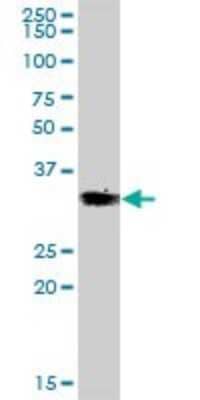 Western Blot: VGLL4 Antibody [H00009686-B01P]