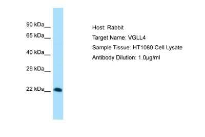 Western Blot: VGLL4 Antibody [NBP2-88572]