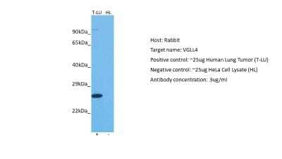 Western Blot: VGLL4 Antibody [NBP2-88573]