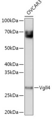 Western Blot: VGLL4 AntibodyAzide and BSA Free [NBP2-93539]