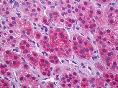 Immunohistochemistry-Paraffin: VGLUT1 Antibody [NBP1-52551]