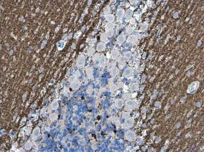 Immunohistochemistry-Paraffin: VGLUT1 Antibody [NBP3-13165]