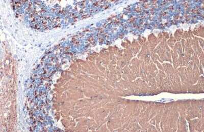 Immunohistochemistry-Paraffin: VGLUT1 Antibody [NBP3-13165]