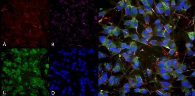 Immunocytochemistry/ Immunofluorescence: VGLUT1 Antibody (S28-9) [NBP2-59329]