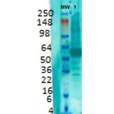 Western Blot: VGLUT1 Antibody (S28-9) [NBP2-59329]