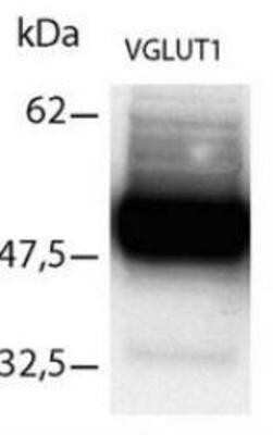 Western Blot: VGLUT1 Antibody [NB100-1837]