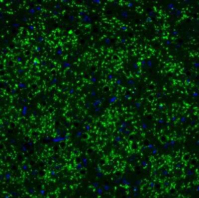 Immunohistochemistry: VGLUT2 Antibody (CL2921) [NBP2-46640]
