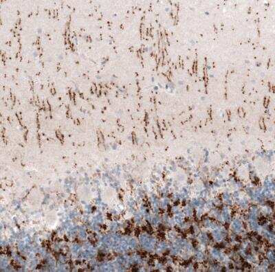 Immunohistochemistry-Paraffin: VGLUT2 Antibody (CL2921) [NBP2-46640]