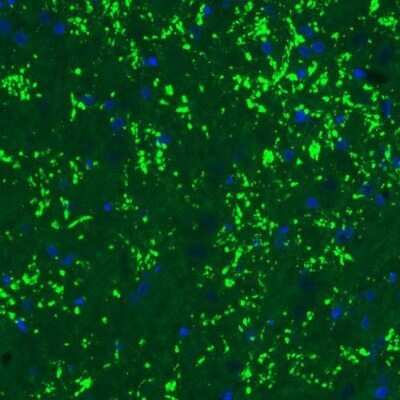Immunohistochemistry: VGLUT2 Antibody (CL2952) [NBP2-46641]