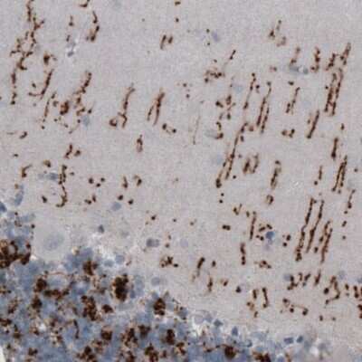 Immunohistochemistry-Paraffin: VGLUT2 Antibody (CL2952) [NBP2-46641]