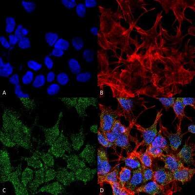 Immunocytochemistry/ Immunofluorescence: VGLUT2 Antibody (S29-29) [NBP2-59330]