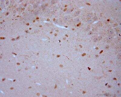 Immunohistochemistry-Paraffin: VGluT3 Antibody [NBP1-25973]