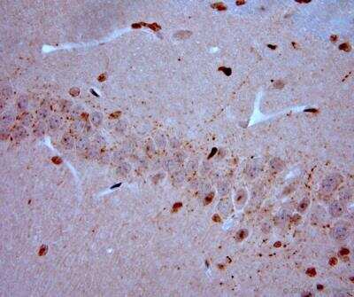 Immunohistochemistry-Paraffin: VGluT3 Antibody [NBP1-25973]